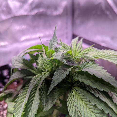 Girl Scout Cookies growlog photo: Watered the plants