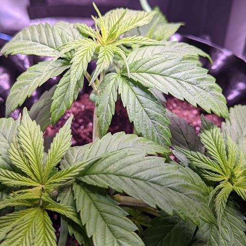 Girl Scout Cookies growlog photo: Watered the plants