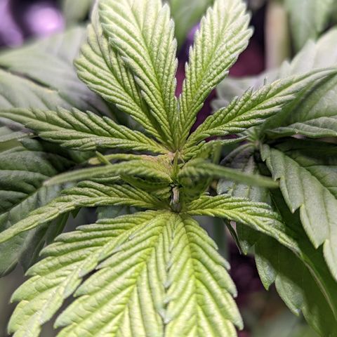 Girl Scout Cookies growlog photo: Watered the plants