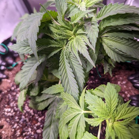 Girl Scout Cookies growlog photo: Watered the plants