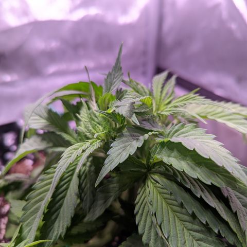 Girl Scout Cookies growlog photo: Watered the plants