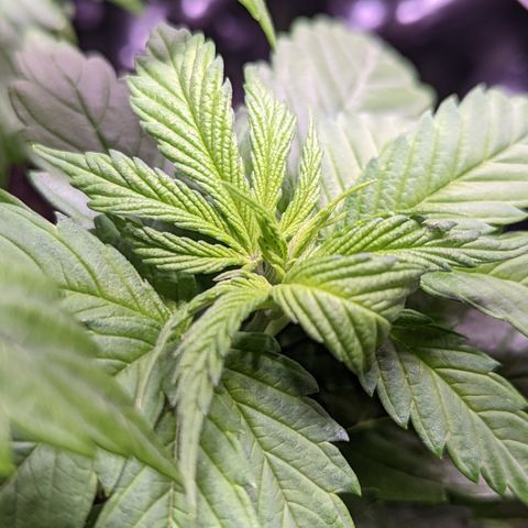 Girl Scout Cookies growlog photo: Watered the plants