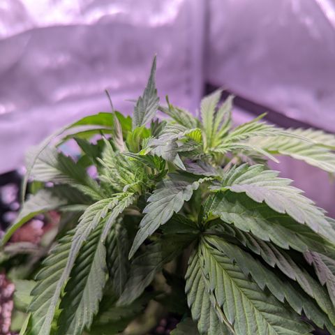 Girl Scout Cookies growlog photo: Watered the plants