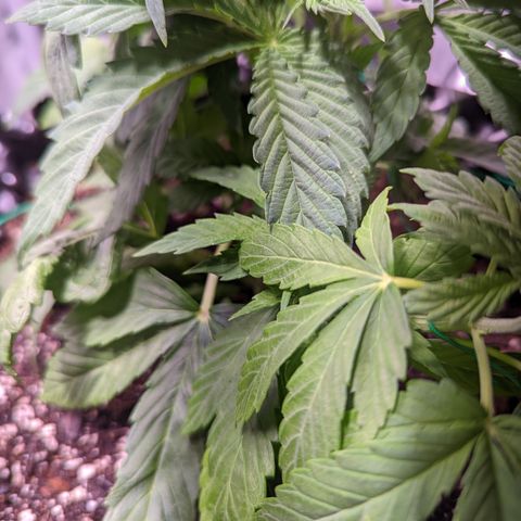 Girl Scout Cookies growlog photo: Watered the plants