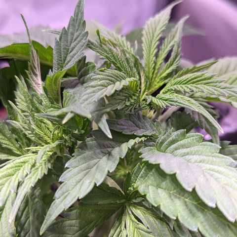 Girl Scout Cookies growlog photo: Watered the plants