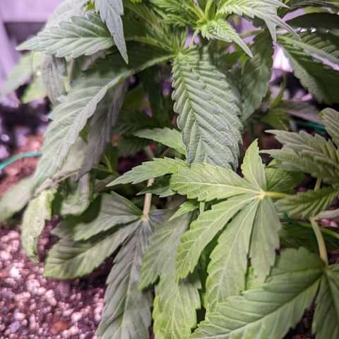 Girl Scout Cookies growlog photo: Watered the plants