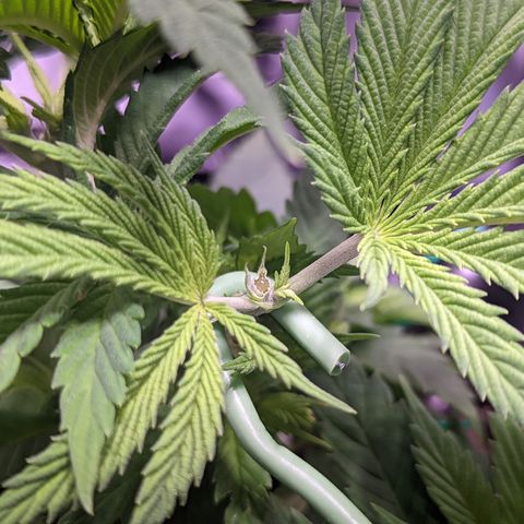 Girl Scout Cookies growlog photo: I topped the main colas on GSC 1 to slow down their growth and let the other nodes catch up. I'm pretty sure I did some FIMming on GSC 2. 