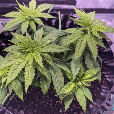 Girl Scout Cookies growlog photo: I topped the main colas on GSC 1 to slow down their growth and let the other nodes catch up. I'm pretty sure I did some FIMming on GSC 2. 