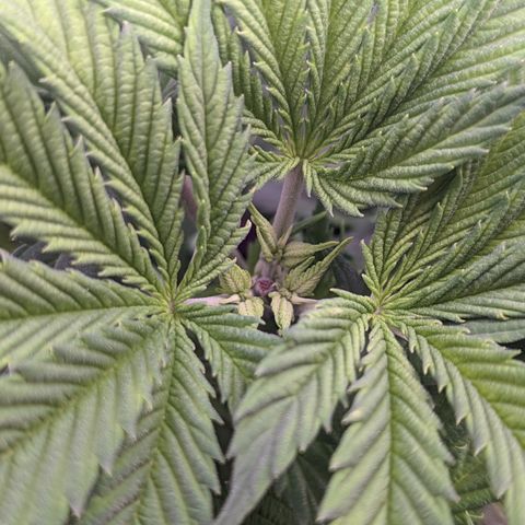 Girl Scout Cookies growlog photo: I topped the main colas on GSC 1 to slow down their growth and let the other nodes catch up. I'm pretty sure I did some FIMming on GSC 2. 