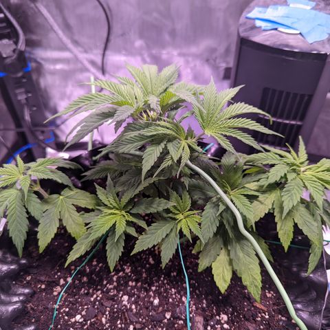 Girl Scout Cookies growlog photo: I topped the main colas on GSC 1 to slow down their growth and let the other nodes catch up. I'm pretty sure I did some FIMming on GSC 2. 