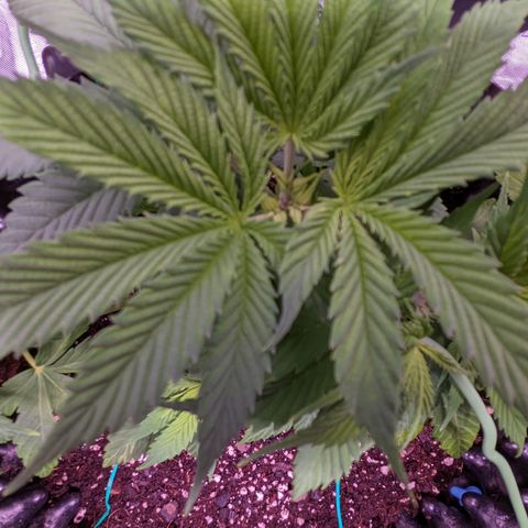 Girl Scout Cookies growlog photo: I topped the main colas on GSC 1 to slow down their growth and let the other nodes catch up. I'm pretty sure I did some FIMming on GSC 2. 