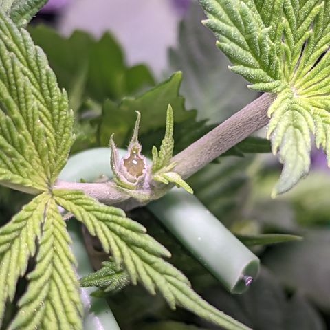 Girl Scout Cookies growlog photo: I topped the main colas on GSC 1 to slow down their growth and let the other nodes catch up. I'm pretty sure I did some FIMming on GSC 2. 