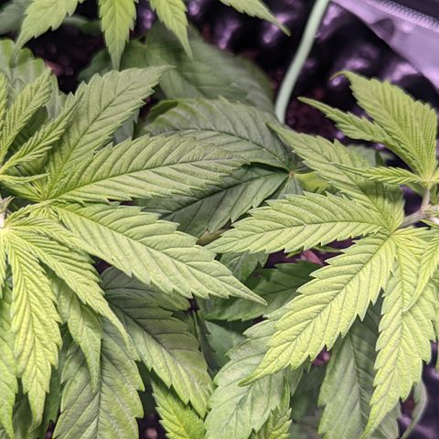 Girl Scout Cookies growlog photo: I topped the main colas on GSC 1 to slow down their growth and let the other nodes catch up. I'm pretty sure I did some FIMming on GSC 2. 