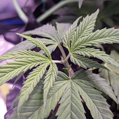 Girl Scout Cookies growlog photo: I topped the main colas on GSC 1 to slow down their growth and let the other nodes catch up. I'm pretty sure I did some FIMming on GSC 2. 