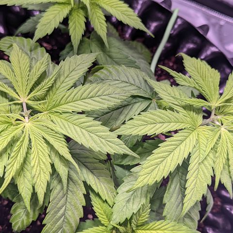 Girl Scout Cookies growlog timeline photo