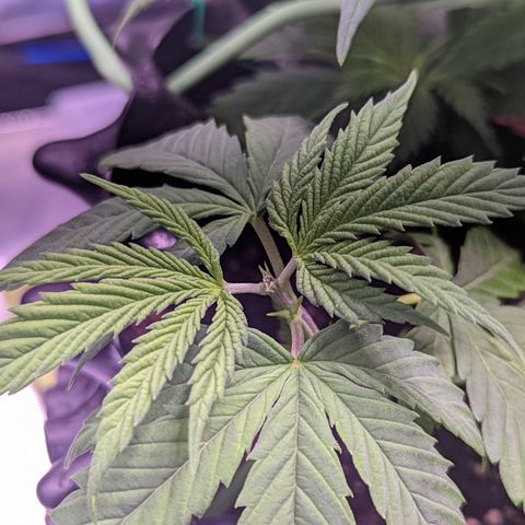 Girl Scout Cookies growlog photo: I topped the main colas on GSC 1 to slow down their growth and let the other nodes catch up. I'm pretty sure I did some FIMming on GSC 2. 