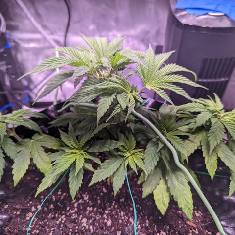 Girl Scout Cookies growlog photo: I topped the main colas on GSC 1 to slow down their growth and let the other nodes catch up. I'm pretty sure I did some FIMming on GSC 2. 