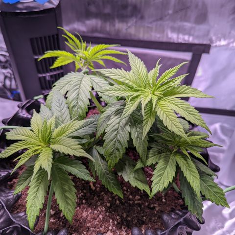 Girl Scout Cookies growlog timeline photo