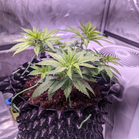 Girl Scout Cookies growlog photo: Didn't do much today but clean the tent and some very minor LST and defoliation. 

Bonus: I took down most of the bar in preparation for grow room!