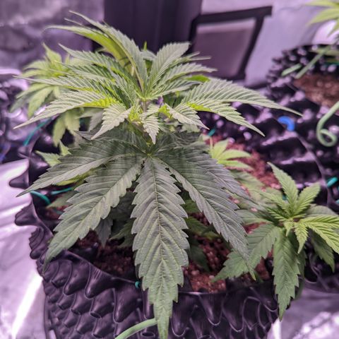 Girl Scout Cookies growlog photo: Didn't do much today but clean the tent and some very minor LST and defoliation. 

Bonus: I took down most of the bar in preparation for grow room!