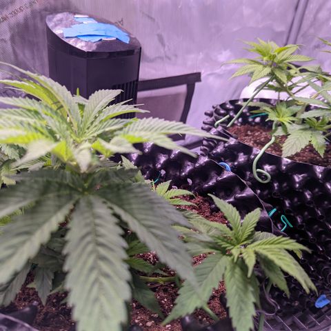 Girl Scout Cookies growlog photo: Didn't do much today but clean the tent and some very minor LST and defoliation. 

Bonus: I took down most of the bar in preparation for grow room!