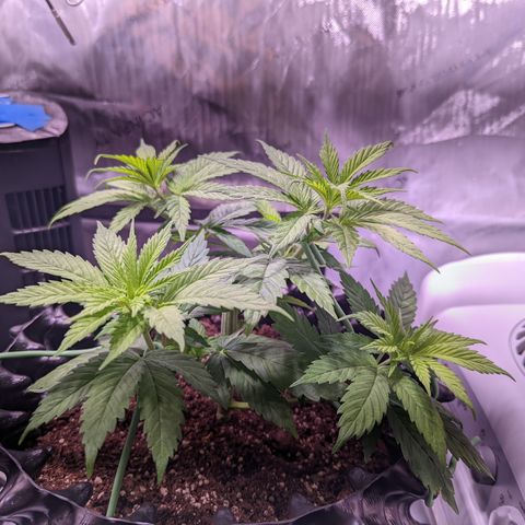 Girl Scout Cookies growlog photo: Didn't do much today but clean the tent and some very minor LST and defoliation. 

Bonus: I took down most of the bar in preparation for grow room!