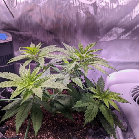 Girl Scout Cookies growlog photo: Didn't do much today but clean the tent and some very minor LST and defoliation. 

Bonus: I took down most of the bar in preparation for grow room!
