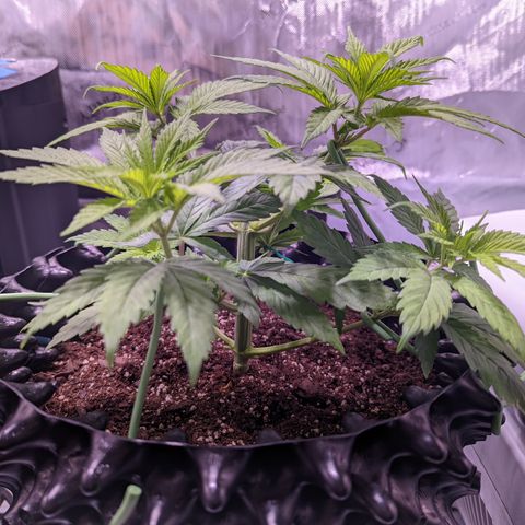 Girl Scout Cookies growlog photo: Didn't do much today but clean the tent and some very minor LST and defoliation. 

Bonus: I took down most of the bar in preparation for grow room!