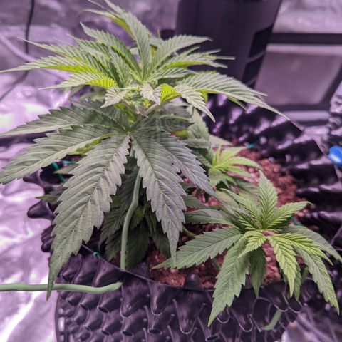 Girl Scout Cookies growlog photo: Didn't do much today but clean the tent and some very minor LST and defoliation. 

Bonus: I took down most of the bar in preparation for grow room!