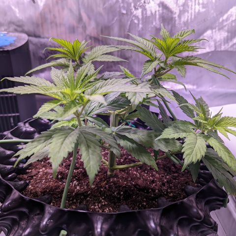 Girl Scout Cookies growlog photo: Didn't do much today but clean the tent and some very minor LST and defoliation. 

Bonus: I took down most of the bar in preparation for grow room!