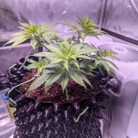 Girl Scout Cookies growlog photo: Didn't do much today but clean the tent and some very minor LST and defoliation. 

Bonus: I took down most of the bar in preparation for grow room!