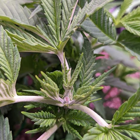 Girl Scout Cookies growlog photo: Three buds incoming on a bud I topped a couple of days ago on GSC 2