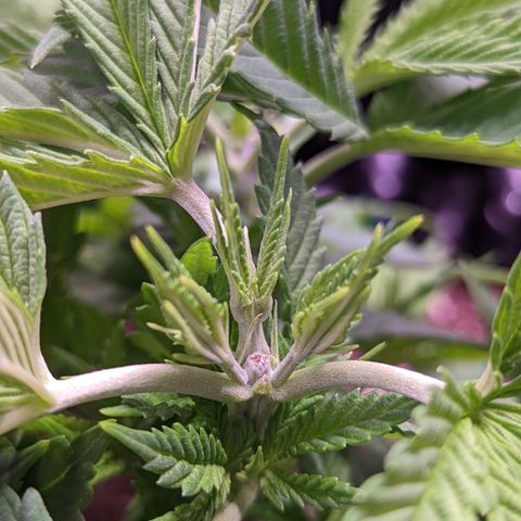 Girl Scout Cookies growlog photo: Three buds incoming on a bud I topped a couple of days ago on GSC 2