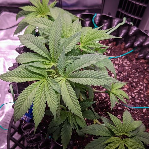 Girl Scout Cookies growlog photo: I watered the girls with a half gallon (6.3 pH). I added Cal-mag and Grow. 