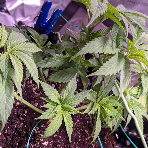Girl Scout Cookies growlog photo: I watered the girls with a half gallon (6.3 pH). I added Cal-mag and Grow. 