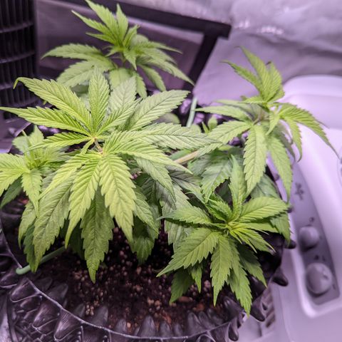 Girl Scout Cookies growlog photo: I watered the girls with a half gallon (6.3 pH). I added Cal-mag and Grow. 