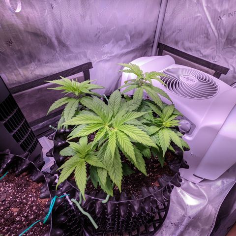 Girl Scout Cookies growlog photo: I watered the girls with a half gallon (6.3 pH). I added Cal-mag and Grow. 