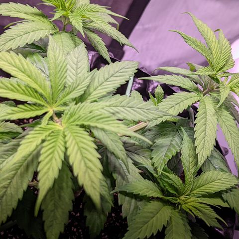 Girl Scout Cookies growlog photo: I watered the girls with a half gallon (6.3 pH). I added Cal-mag and Grow. 
