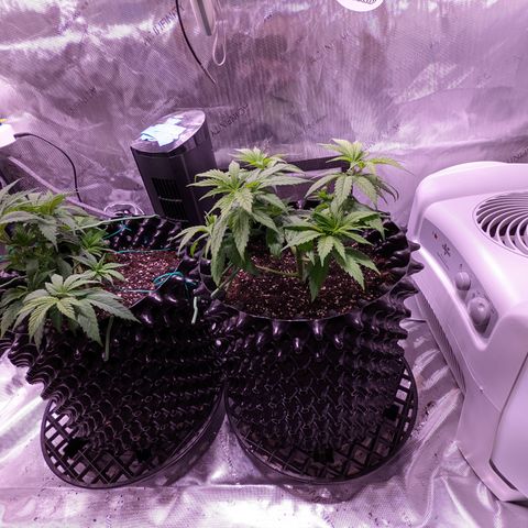 Girl Scout Cookies growlog photo: I watered the girls with a half gallon (6.3 pH). I added Cal-mag and Grow. 