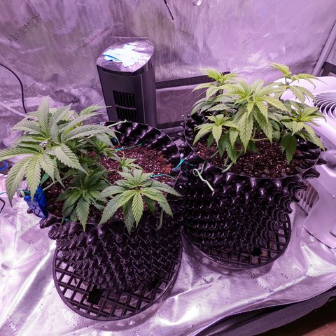 Girl Scout Cookies growlog photo: I watered the girls with a half gallon (6.3 pH). I added Cal-mag and Grow. 