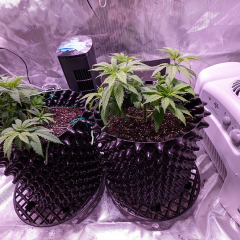 Girl Scout Cookies growlog photo: I watered the girls with a half gallon (6.3 pH). I added Cal-mag and Grow. 