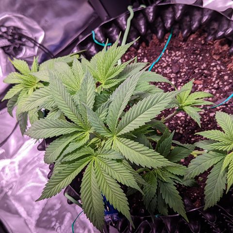 Girl Scout Cookies growlog photo: I watered the girls with a half gallon (6.3 pH). I added Cal-mag and Grow. 