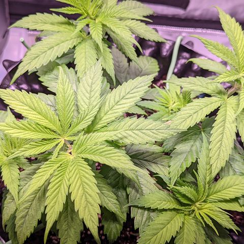 Girl Scout Cookies growlog photo: I watered the girls with a half gallon (6.3 pH). I added Cal-mag and Grow. 