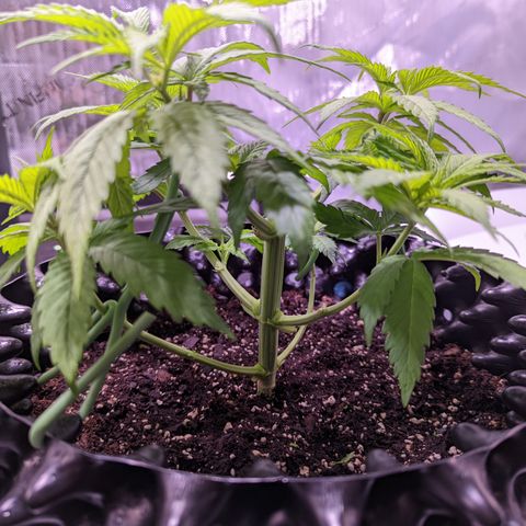 Girl Scout Cookies growlog photo: I defoliated and did some LST. 