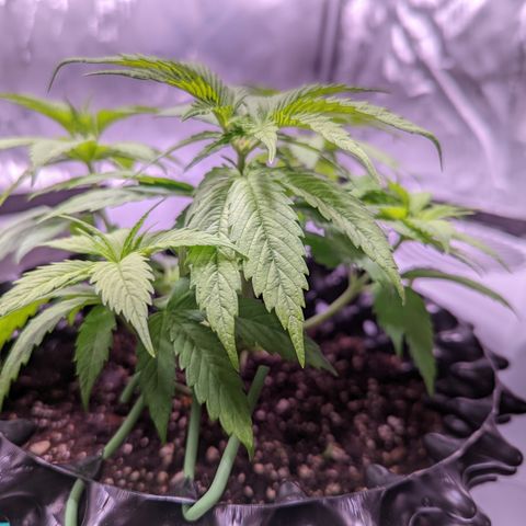 Girl Scout Cookies growlog photo: I defoliated and did some LST. 