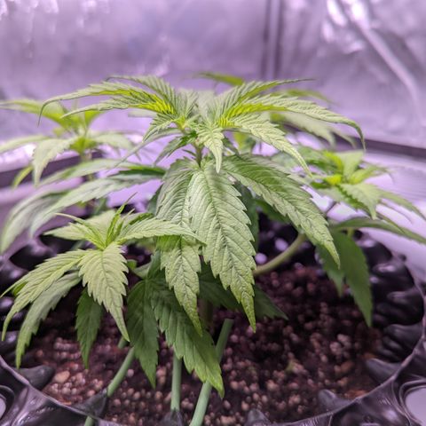 Girl Scout Cookies growlog photo: I defoliated and did some LST. 