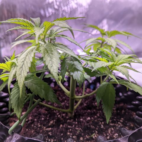Girl Scout Cookies growlog photo: I defoliated and did some LST. 