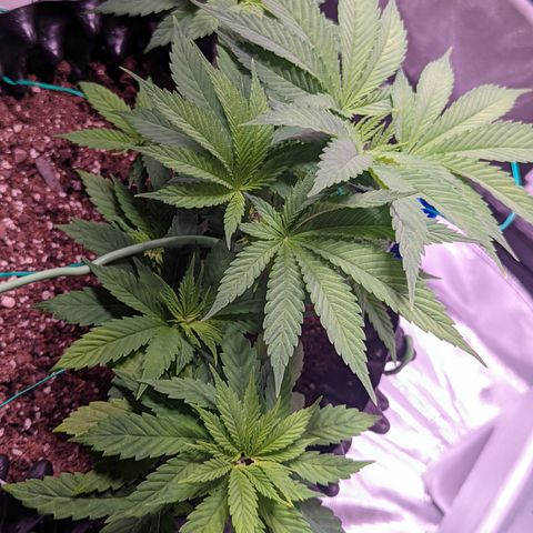 Girl Scout Cookies growlog timeline photo