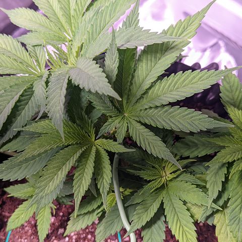 Girl Scout Cookies growlog timeline photo