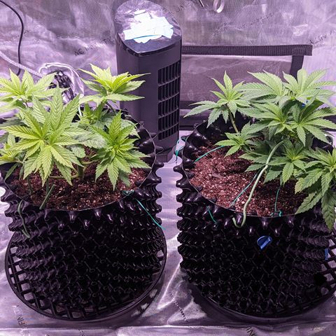 Girl Scout Cookies growlog timeline photo